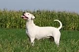 DOGUE ARGENTIN 355